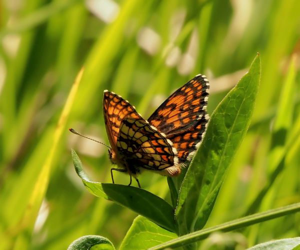 Melitaea... celadussa