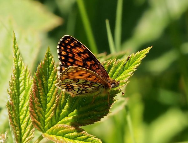 Melitaea... celadussa