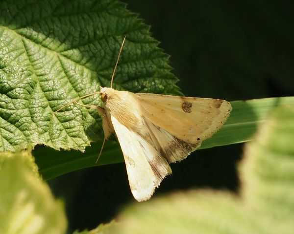 Heliothis peltigera ?  S