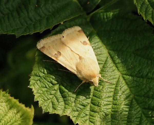 Heliothis peltigera ?  S