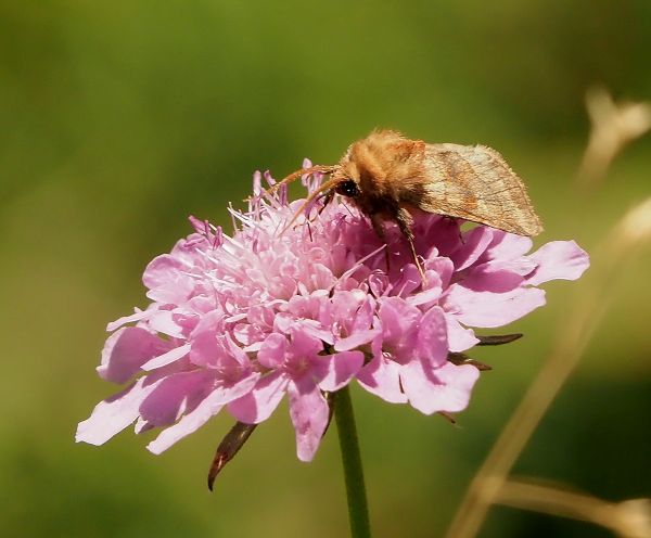 Lasionycta imbecilla, maschio (Noctuidae)