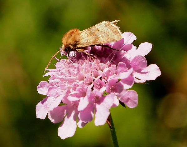 Lasionycta imbecilla, maschio (Noctuidae)