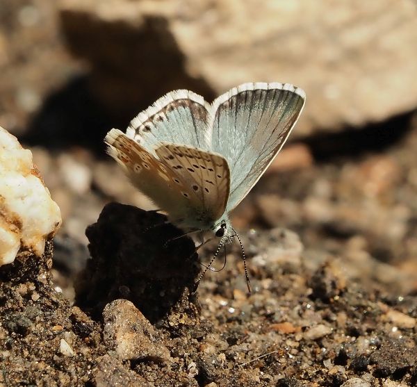 Polyommatus eros?  No, Polyommatus coridon