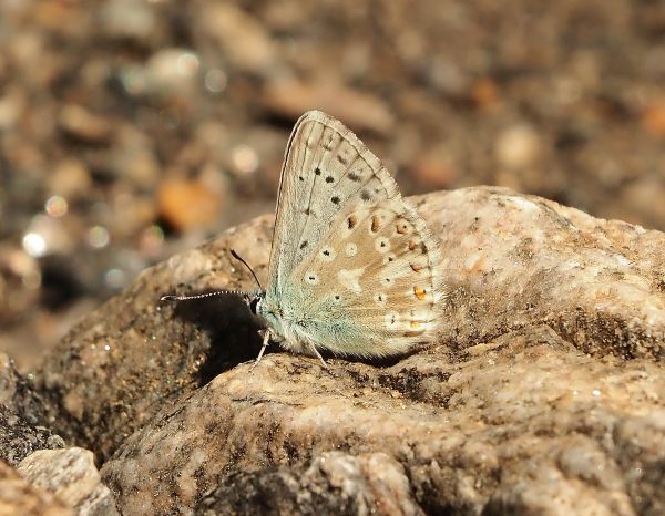 Polyommatus eros?  No, Polyommatus coridon