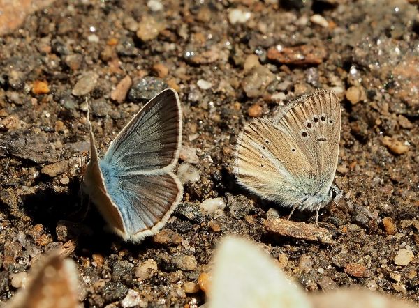 Polyommatus damon? S