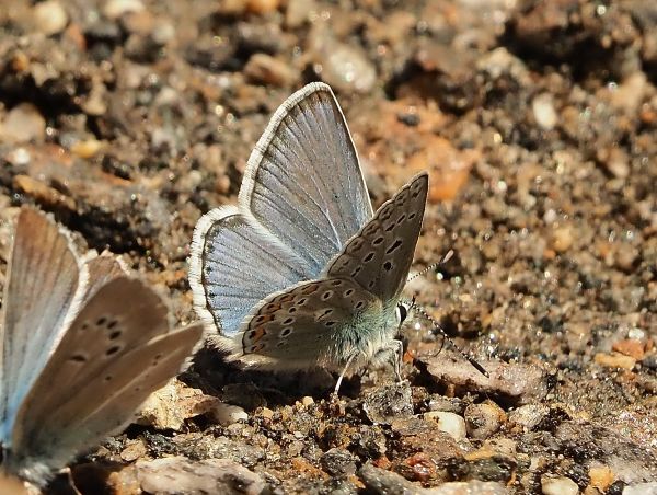 Polyommatus eros?  S