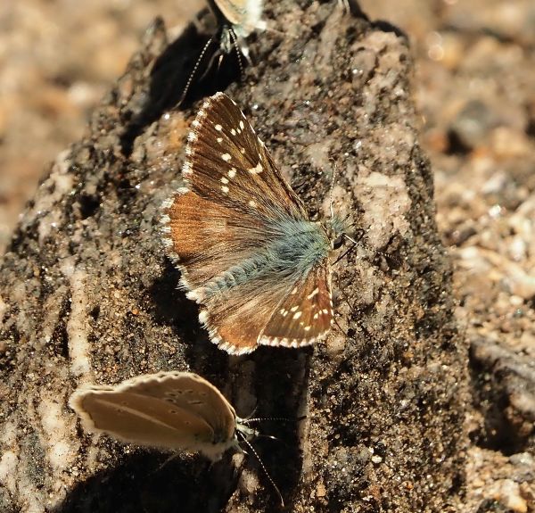 Aiuto id. hesperidae