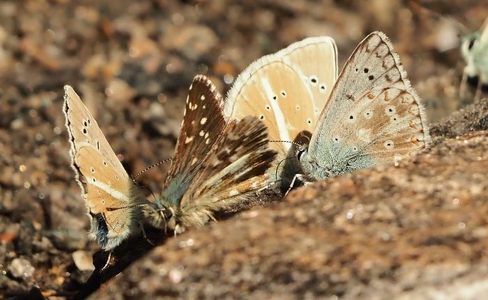 Aiuto id. hesperidae