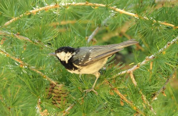 Cincia bigia da montagna?  No, Cincia mora (Periparus ater)