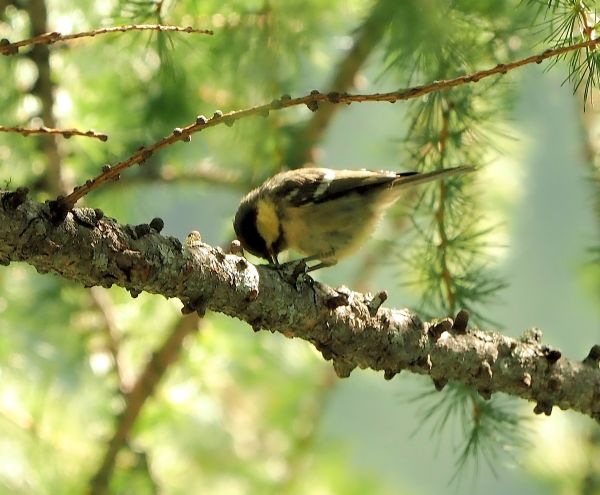 Cincia bigia da montagna?  No, Cincia mora (Periparus ater)