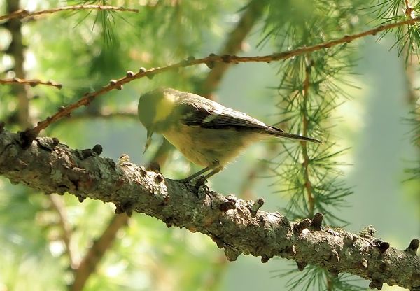 Cincia bigia da montagna?  No, Cincia mora (Periparus ater)