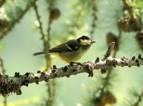 Cincia bigia da montagna?  No, Cincia mora (Periparus ater)