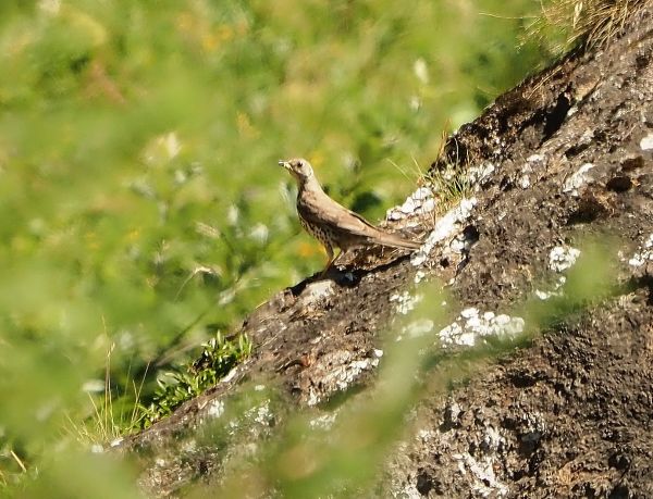 Tordo?... Tordela (Turdus viscivorus)