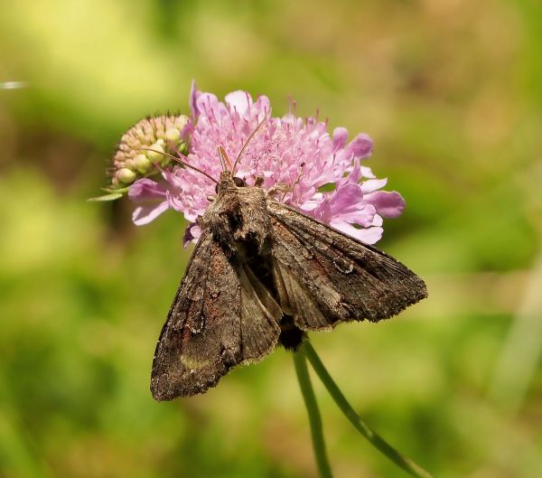 aiuto id. notturna di giorno - Apamea sordens