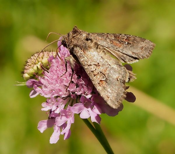 aiuto id. notturna di giorno - Apamea sordens