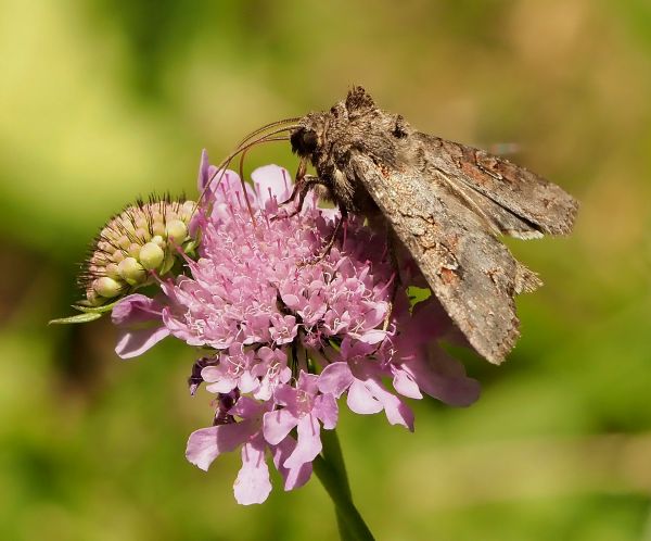 aiuto id. notturna di giorno - Apamea sordens