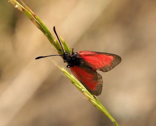 Zygaena purpuralis?  Zygaena purpuralis o Zygaena minos