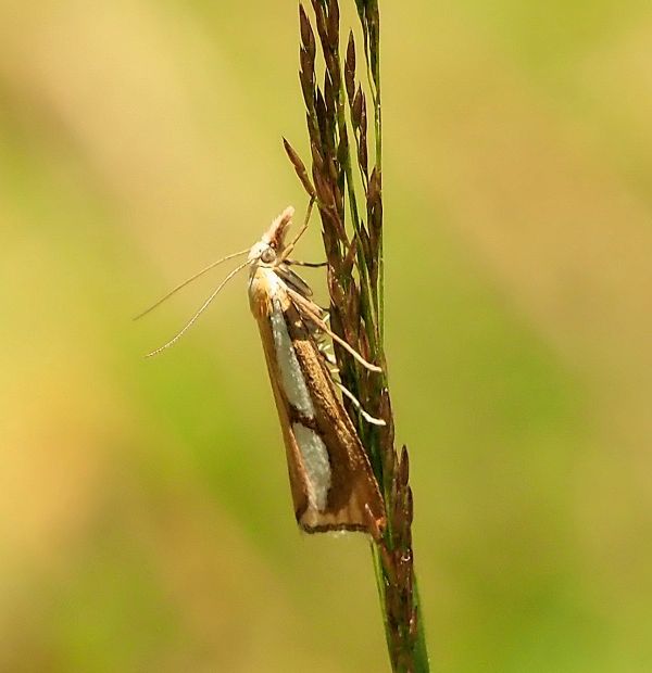 Crambidae: Catoptria conchella ?  S