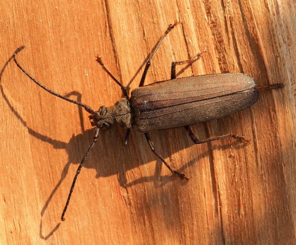 Cerambycidae: Aegosoma scabricorne