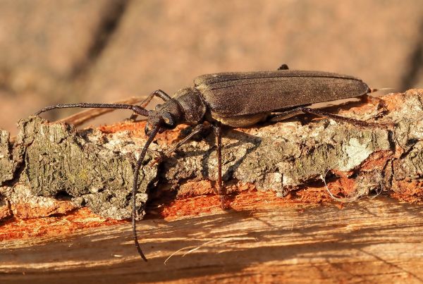 Cerambycidae: Aegosoma scabricorne