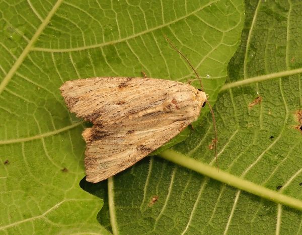 Apamea sublustris o lithoxylea ? A. lithoxylaea