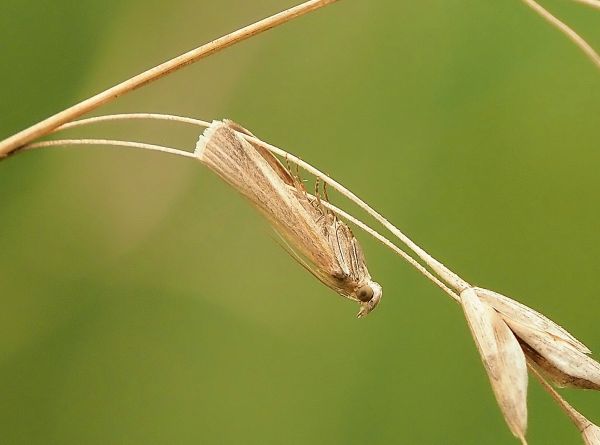 Crambidae ?  No, Pyralidae: Oncocera semirubella