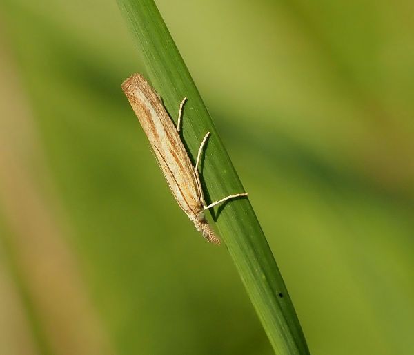 Crambidae:  Agriphila cfr. latistria e altra specie