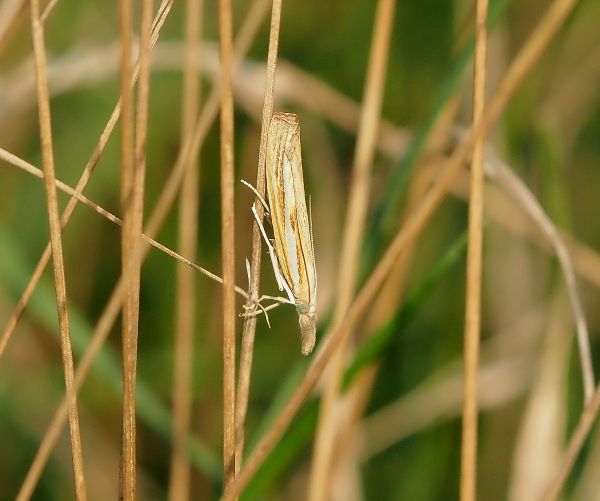 Crambidae:  Agriphila cfr. latistria e altra specie