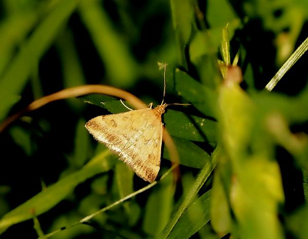 Crambidae:  Pyrausta despicata