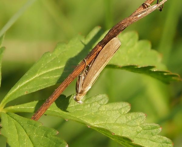 Crambidae ?  No, Pyralidae: Oncocera semirubella