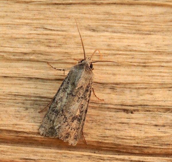 Agrotis segetum?