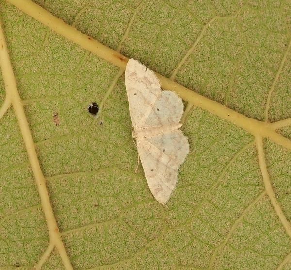 Scopula nigropunctata?  Scopula marginepunctata