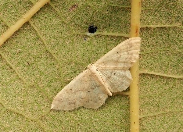 Scopula nigropunctata?  Scopula marginepunctata