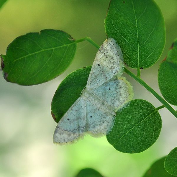 Scopula nigropunctata?  Scopula marginepunctata