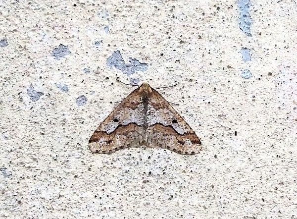 Erannis defoliaria, geometridae