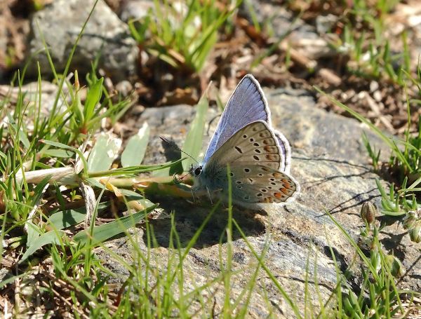 Polyommatus? - Polyommatus escheri