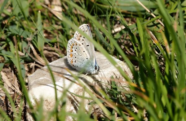 Polyommatus? - Polyommatus escheri