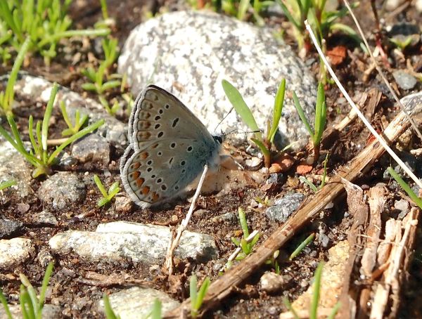 Polyommatus? - Polyommatus escheri