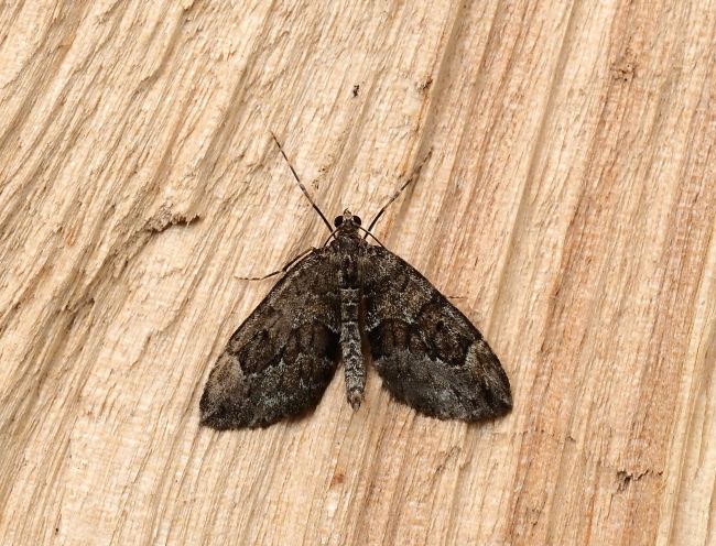 Thera variata? Thera sp. - Geometridae