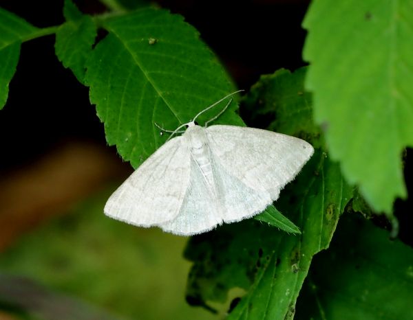 Pseudoterpna pruinata?