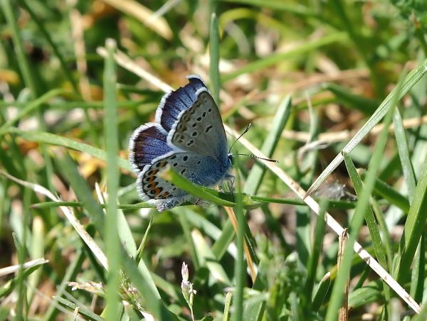 Plebejus argus?