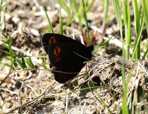 Erebia medusa ?