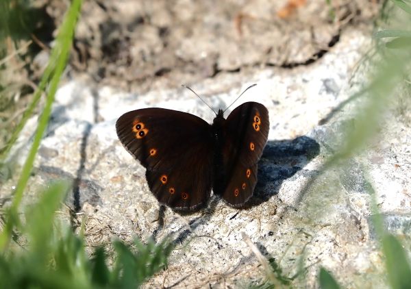 Erebia medusa ?