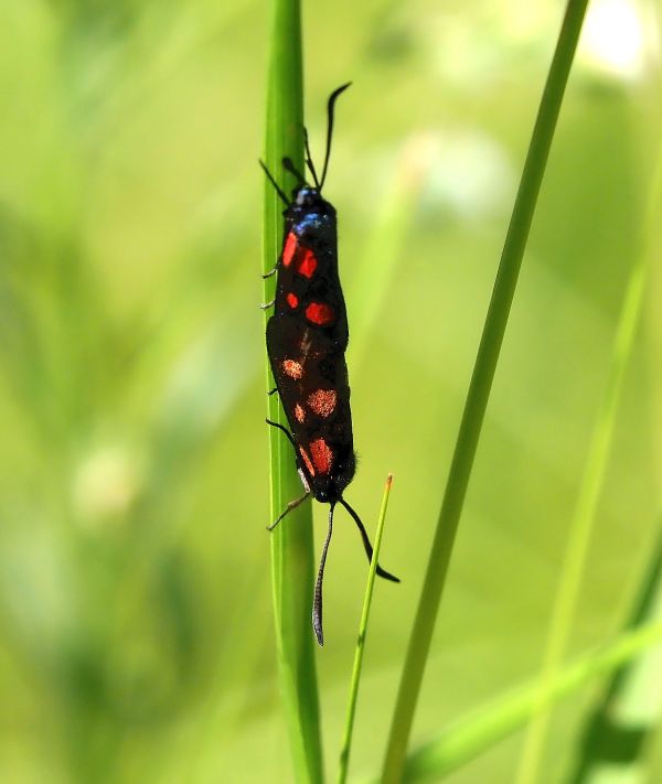 Zygaena trifolii ?