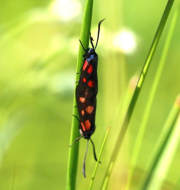 Zygaena trifolii ?