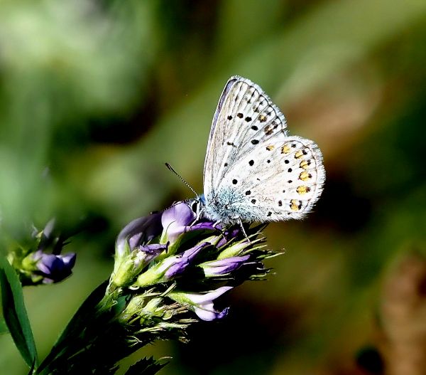 Aiuto id. lycaenidae