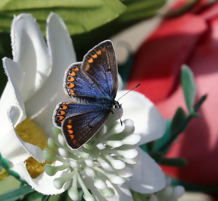 Polyommatus icarus femmina