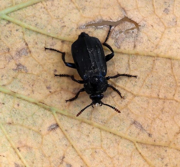 Silphidae: femmina di Necrodes littoralis