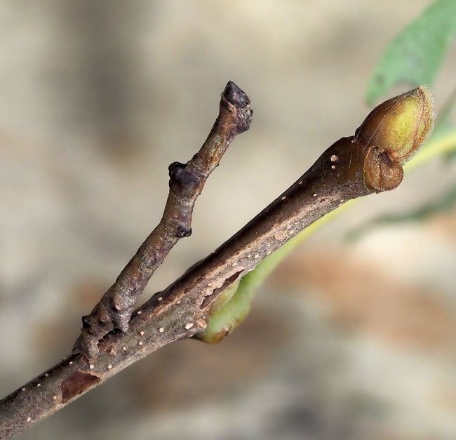 Bruco di Hypomecis punctinalis, geometridae