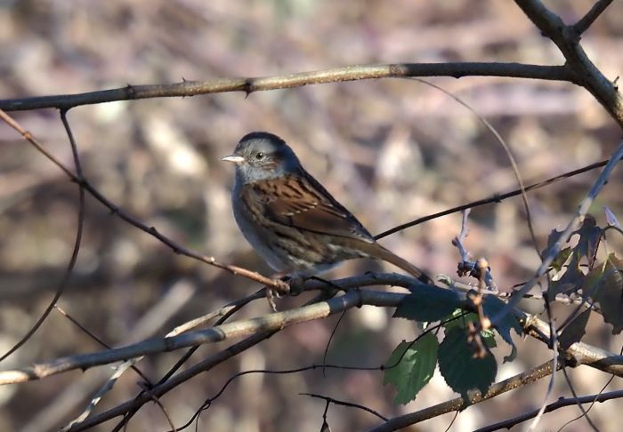 Passera scopaiola